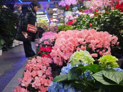 春節(jié)年宵花市場(chǎng)南北同熱：年輕化日常化消費(fèi)成新趨勢(shì) 新渠道重塑供應(yīng)鏈