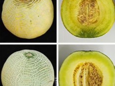 日本開發出可按需催熟甜瓜