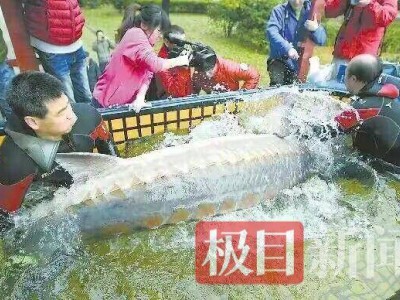 十年之約！退捕漁民與曾救下的中華鱘“厚福”北京重逢 見證長江生態(tài)蝶變