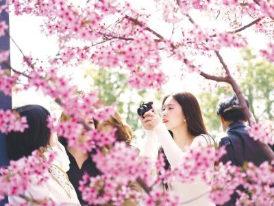 香港游客點贊湖北：櫻花絢爛科技新，鄂港文旅合作共繪春日新畫卷