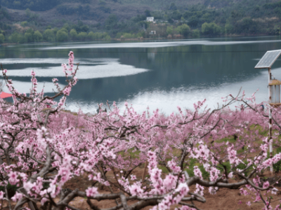 春日限定浪漫！龍泉驛第40屆桃花薈啟幕，日賞桃花夜觀燈會正當時