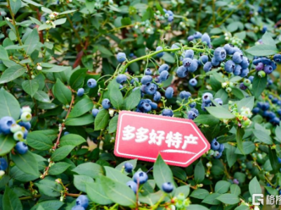 拼多多發(fā)布2025全年財報，"千億扶持"推動包裹進(jìn)村，偏遠(yuǎn)鄉(xiāng)村加快進(jìn)入"包郵區(qū)"