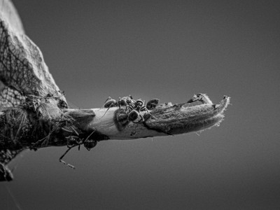 螞蟻的“超能力”啟示:人工智能需向自然取經,突破局限謀發(fā)展