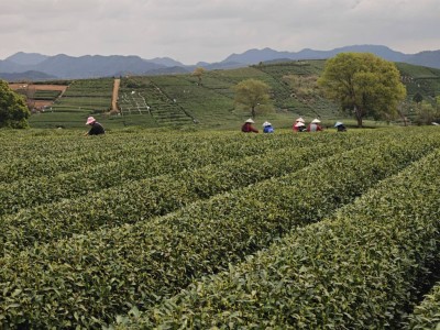 盒馬重構茶葉供應鏈:拆解非標品,讓定價權回歸品質與效率